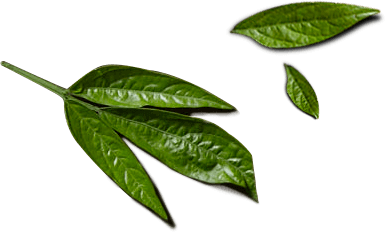 KOI Thé leaf